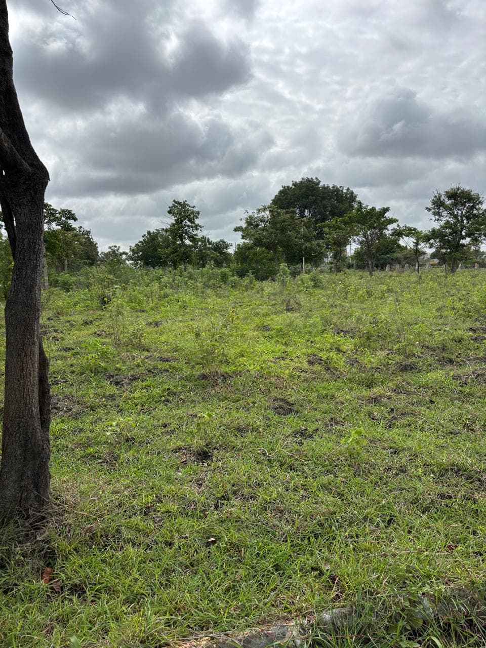 Root Acre | Agricultural Land in Cheriyal, Kandi